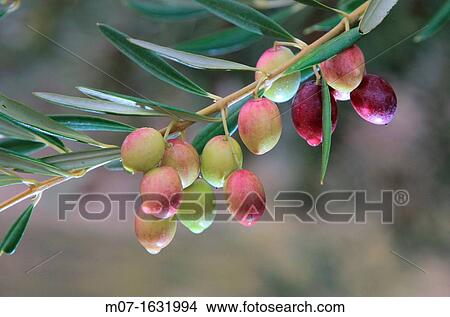 Cazalla olive trees, Andalucia, Spain View Large Photo Image Picture - Cazalla olive trees, Andalucia, Spain. Fotosearch
