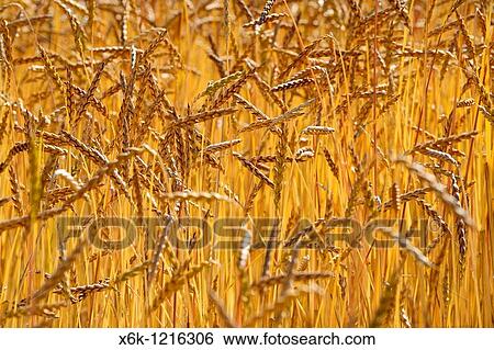 Stock Photograph - Cebada en Parc Natural de Gallecs, Vall's Oriental, Provincia de Barcelona, Catalunya, Espaa. Fotosearch