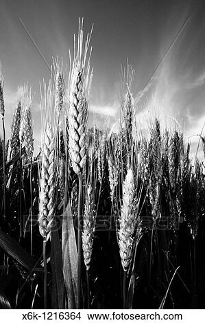 Picture - Cebada, Pueblo de Seva, Comarca d? Osona, Provincia de Barcelona, Catalunya, Espaa. Fotosearch