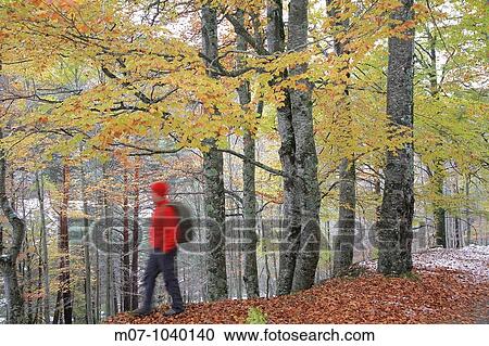Cebollera Natural park Parque Natural de Cebollera, La Rioja, Spain, Rioja wine region. Europehayedo en otooBeach wood in autumn season View Large Photo Image Stock Image - Cebollera Natural park Parque Natural de Cebollera, La Rioja, Spain, Rioja wine region. Europehayedo en otooBeach wood in autumn season. Fotosearch