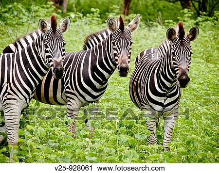 Stock Image - CEBRAS RESERVA DE BANDIA, SENEGAL. Fotosearch