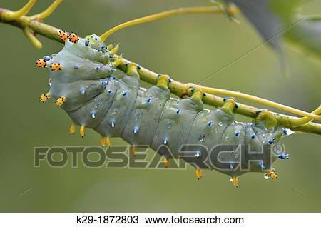 Cecropia moth Hyalophora cecropia Late instar caterpillar in Manitoba maple tree, Greater Sudbury Lively, Ontario, Canada View Large Photo Image Stock Image - Cecropia moth Hyalophora cecropia Late instar caterpillar in Manitoba maple tree, Greater Sudbury Lively, Ontario, Canada. Fotosearch