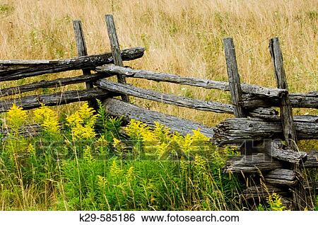 Cedar split rail fence and goldenrods in late summer. Manitoulin Island. Ontario View Large Photo Image Stock Photograph - Cedar split rail fence and goldenrods in late summer. Manitoulin Island. Ontario. Fotosearch