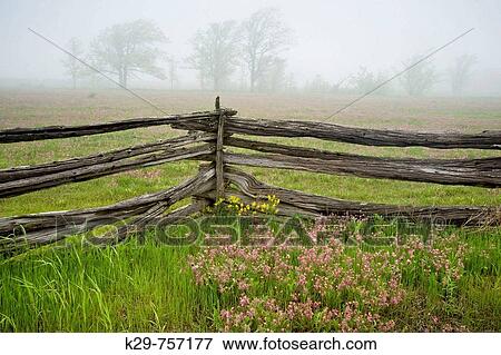 Stock Photo - Cedar split-rail fence with prairie smoke and distant oak trees in light fog. Fotosearch