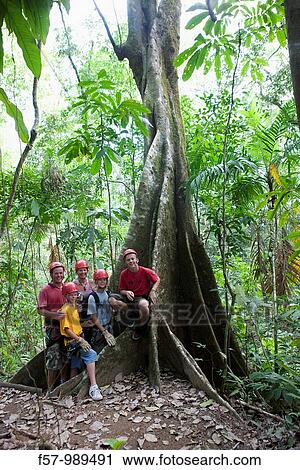Ceiba tree in Hacienda Baru, Costa Rica View Large Photo Image Stock Image - Ceiba tree in Hacienda Baru, Costa Rica. Fotosearch