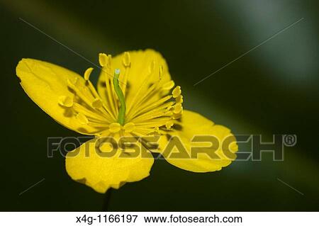 Stock Photo - Celandine or greater celandine Chelidonium majus. Fotosearch