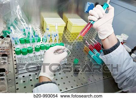 Picture - Cell culture, Laboratory of genetics, Cytogenetics. Hospital Policlinica Gipuzkoa, San Sebastian, Donostia, Euskadi, Spain. Fotosearch