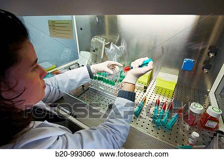 Cell culture, Laboratory of genetics, Cytogenetics. Hospital Policlinica Gipuzkoa, San Sebastian, Donostia, Euskadi, Spain View Large Photo Image Stock Image - Cell culture, Laboratory of genetics, Cytogenetics. Hospital Policlinica Gipuzkoa, San Sebastian, Donostia, Euskadi, Spain. Fotosearch