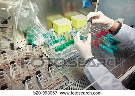 Cell culture, Laboratory of genetics, Cytogenetics. Hospital Policlinica Gipuzkoa, San Sebastian, Donostia, Euskadi, Spain View Large Photo Image Stock Photo - Cell culture, Laboratory of genetics, Cytogenetics. Hospital Policlinica Gipuzkoa, San Sebastian, Donostia, Euskadi, Spain. Fotosearch