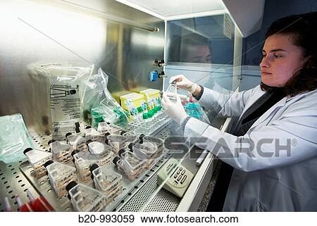 Cell culture, Laboratory of genetics, Cytogenetics. Hospital Policlinica Gipuzkoa, San Sebastian, Donostia, Euskadi, Spain View Large Photo Image Stock Photo - Cell culture, Laboratory of genetics, Cytogenetics. Hospital Policlinica Gipuzkoa, San Sebastian, Donostia, Euskadi, Spain. Fotosearch