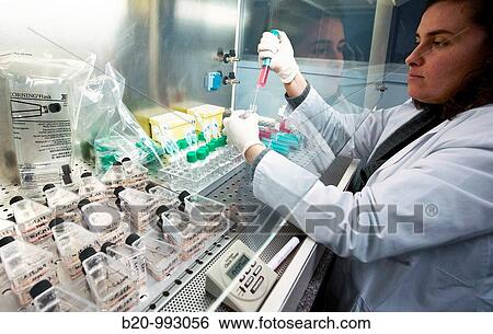 Cell culture, Laboratory of genetics, Cytogenetics. Hospital Policlinica Gipuzkoa, San Sebastian, Donostia, Euskadi, Spain View Large Photo Image Stock Photograph - Cell culture, Laboratory of genetics, Cytogenetics. Hospital Policlinica Gipuzkoa, San Sebastian, Donostia, Euskadi, Spain. Fotosearch