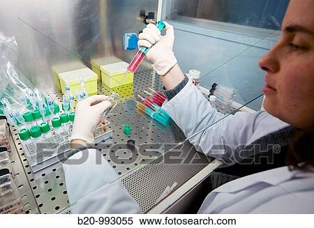 Stock Photography - Cell culture, Laboratory of genetics, Cytogenetics. Hospital Policlinica Gipuzkoa, San Sebastian, Donostia, Euskadi, Spain. Fotosearch