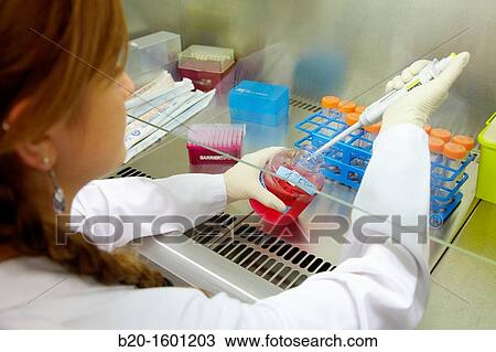 Cell culture room, cleanroom, Bioengineering and Microbiology Laboratory, Microelectronics and Microsystems Unit, CEIT (Center of Studies and Technical Research), University of Navarra, Donostia, Gipuzkoa, Basque Country, Spain View Large Photo Image Stock Image - Cell culture room, cleanroom, Bioengineering and Microbiology Laboratory, Microelectronics and Microsystems Unit, CEIT (Center of Studies and Technical Research), University of Navarra, Donostia, Gipuzkoa, Basque Country, Spain. Fotosearch