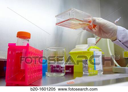 Cell culture room, cleanroom, Bioengineering and Microbiology Laboratory, Microelectronics and Microsystems Unit, CEIT (Center of Studies and Technical Research), University of Navarra, Donostia, Gipuzkoa, Basque Country, Spain View Large Photo Image Stock Photography - Cell culture room, cleanroom, Bioengineering and Microbiology Laboratory, Microelectronics and Microsystems Unit, CEIT (Center of Studies and Technical Research), University of Navarra, Donostia, Gipuzkoa, Basque Country, Spain. Fotosearch