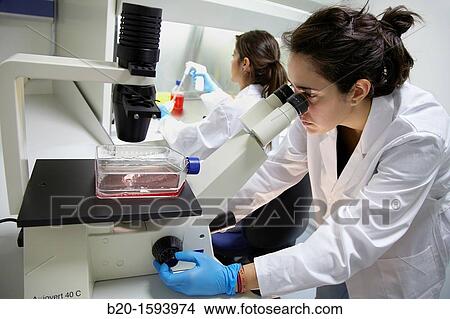 Picture - Cell Culture Room, Observation of cell cultures in the inverted microscope, Biotechnology Laboratory, Health Area, Alava Technology Park, Technology Centre, Tecnalia Research & Innovation, Miano, Araba, Basque Country, Spain. Fotosearch