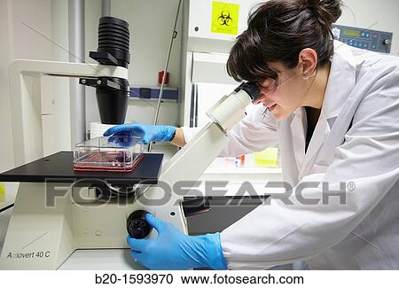 Cell Culture Room, Observation of cell cultures in the inverted microscope, Biotechnology Laboratory, Health Area, Alava Technology Park, Technology Centre, Tecnalia Research & Innovation, Miano, Araba, Basque Country, Spain View Large Photo Image Stock Image - Cell Culture Room, Observation of cell cultures in the inverted microscope, Biotechnology Laboratory, Health Area, Alava Technology Park, Technology Centre, Tecnalia Research & Innovation, Miano, Araba, Basque Country, Spain. Fotosearch
