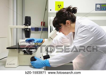 Cell Culture Room, Observation of cell cultures in the inverted microscope, Biotechnology Laboratory, Health Area, Alava Technology Park, Technology Centre, Tecnalia Research & Innovation, Miano, Araba, Basque Country, Spain View Large Photo Image Stock Image - Cell Culture Room, Observation of cell cultures in the inverted microscope, Biotechnology Laboratory, Health Area, Alava Technology Park, Technology Centre, Tecnalia Research & Innovation, Miano, Araba, Basque Country, Spain. Fotosearch