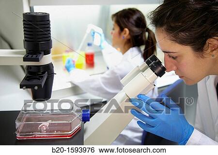 Cell Culture Room, Observation of cell cultures in the inverted microscope, Biotechnology Laboratory, Health Area, Alava Technology Park, Technology Centre, Tecnalia Research & Innovation, Miano, Araba, Basque Country, Spain View Large Photo Image Stock Photograph - Cell Culture Room, Observation of cell cultures in the inverted microscope, Biotechnology Laboratory, Health Area, Alava Technology Park, Technology Centre, Tecnalia Research & Innovation, Miano, Araba, Basque Country, Spain. Fotosearch