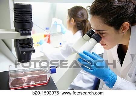 Cell Culture Room, Observation of cell cultures in the inverted microscope, Biotechnology Laboratory, Health Area, Alava Technology Park, Technology Centre, Tecnalia Research & Innovation, Miano, Araba, Basque Country, Spain View Large Photo Image Stock Photography - Cell Culture Room, Observation of cell cultures in the inverted microscope, Biotechnology Laboratory, Health Area, Alava Technology Park, Technology Centre, Tecnalia Research & Innovation, Miano, Araba, Basque Country, Spain. Fotosearch
