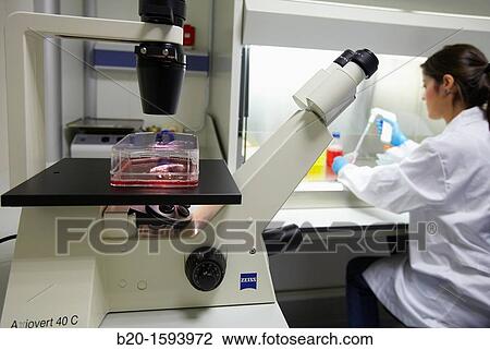 Cell culture room, Researcher handling cell cultures in a laminar flow cabinet, Inverted microscope, Biotechnology Laboratory, Health Area, Alava Technology Park, Technology Centre, Tecnalia Research & Innovation, Miano, Araba, Basque Country, Spain View Large Photo Image Stock Image - Cell culture room, Researcher handling cell cultures in a laminar flow cabinet, Inverted microscope, Biotechnology Laboratory, Health Area, Alava Technology Park, Technology Centre, Tecnalia Research & Innovation, Miano, Araba, Basque Country, Spain. Fotosearch