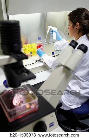 Stock Image - Cell culture room, Researcher handling cell cultures in a laminar flow cabinet, Inverted microscope, Biotechnology Laboratory, Health Area, Alava Technology Park, Technology Centre, Tecnalia Research & Innovation, Miano, Araba, Basque Country, Spain. Fotosearch