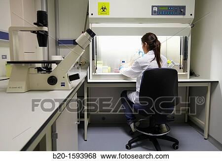 Cell culture room, Researcher handling cell cultures in a laminar flow cabinet, Inverted microscope, Biotechnology Laboratory, Health Area, Alava Technology Park, Technology Centre, Tecnalia Research & Innovation, Miano, Araba, Basque Country, Spain View Large Photo Image Stock Photo - Cell culture room, Researcher handling cell cultures in a laminar flow cabinet, Inverted microscope, Biotechnology Laboratory, Health Area, Alava Technology Park, Technology Centre, Tecnalia Research & Innovation, Miano, Araba, Basque Country, Spain. Fotosearch