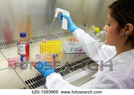 Cell culture room, Researcher handling cell cultures in a laminar flow cabinet, Biotechnology Laboratory, Health Area, Alava Technology Park, Technology Centre, Tecnalia Research & Innovation, Miano, Araba, Basque Country, Spain View Large Photo Image Stock Photo - Cell culture room, Researcher handling cell cultures in a laminar flow cabinet, Biotechnology Laboratory, Health Area, Alava Technology Park, Technology Centre, Tecnalia Research & Innovation, Miano, Araba, Basque Country, Spain. Fotosearch