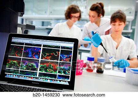 Stock Image - Cell culture, Tissue engineering lab, Oncology and Regenerative Medicine Research, Biodonostia Health and Biomedicine Research Institute, San Sebastian, Donostia, Gipuzkoa, Euskadi, Spain. Fotosearch