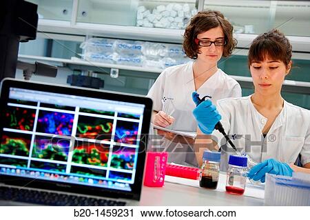 Stock Image - Cell culture, Tissue engineering lab, Oncology and Regenerative Medicine Research, Biodonostia Health and Biomedicine Research Institute, San Sebastian, Donostia, Gipuzkoa, Euskadi, Spain. Fotosearch