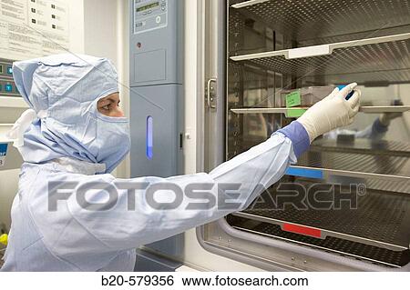 Cell cultures flask in CO2 Incubator. Production room, grade B. Clean room. Laboratory, Fundaci? n Inbiomed, Genetrix Group. Center for research in stem cells and regenerative medicine. Donostia, San Sebastian, Euskadi. Spain. View Large Photo Image Stock Photograph - Cell cultures flask in CO2 Incubator. Production room, grade B. Clean room. Laboratory, Fundaci? n Inbiomed, Genetrix Group. Center for research in stem cells and regenerative medicine. Donostia, San Sebastian, Euskadi. Spain.. Fotosearch
