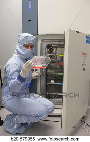 Cell cultures flask in CO2 Incubator. Production room, grade B. Clean room. Laboratory, Fundaci? n Inbiomed, Genetrix Group. Center for research in stem cells and regenerative medicine. Donostia, San Sebastian, Euskadi. Spain. View Large Photo Image Stock Photography - Cell cultures flask in CO2 Incubator. Production room, grade B. Clean room. Laboratory, Fundaci? n Inbiomed, Genetrix Group. Center for research in stem cells and regenerative medicine. Donostia, San Sebastian, Euskadi. Spain.. Fotosearch