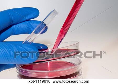 Cell cultures in Petri dishes View Large Photo Image Stock Image - Cell cultures in Petri dishes. Fotosearch