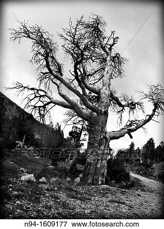 Centenary of a forest tree of the term of La Seu D? Urgell. View Large Photo Image Stock Photo - Centenary of a forest tree of the term of La Seu D? Urgell.. Fotosearch