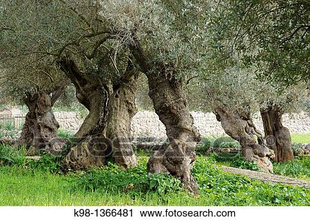 Centennial olive trees, Sa Bassa, Serra de Tramuntana, Bunyola, Majorca, Balearic Islands, Spain View Large Photo Image Stock Image - Centennial olive trees, Sa Bassa, Serra de Tramuntana, Bunyola, Majorca, Balearic Islands, Spain. Fotosearch