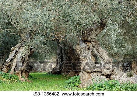 Centennial olive trees, Sa Bassa, Serra de Tramuntana, Bunyola, Majorca, Balearic Islands, Spain View Large Photo Image Stock Image - Centennial olive trees, Sa Bassa, Serra de Tramuntana, Bunyola, Majorca, Balearic Islands, Spain. Fotosearch