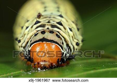 Centipede, borneo View Large Photo Image Stock Photo - Centipede, borneo. Fotosearch