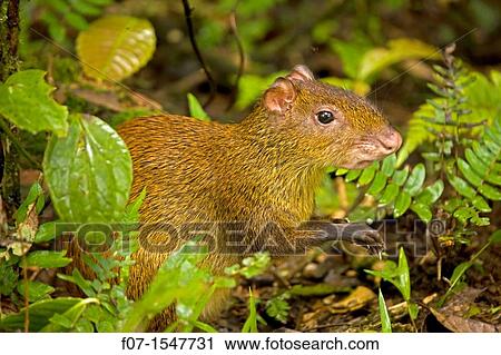 Stock Image - Central American Agouti Dasyprocta punctata. Costa Rica, tropical rainforest, rodent. Fotosearch