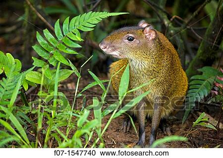 Central American Agouti Dasyprocta punctata. Costa Rica, tropical rainforest, rodent View Large Photo Image Stock Image - Central American Agouti Dasyprocta punctata. Costa Rica, tropical rainforest, rodent. Fotosearch