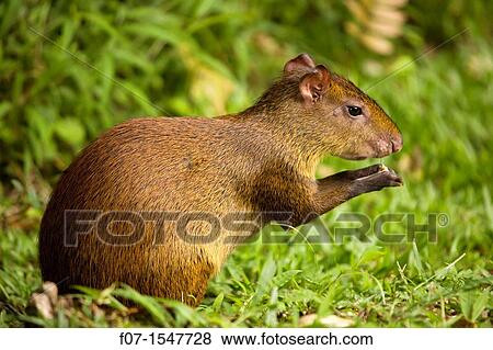 Central American Agouti Dasyprocta punctata. Costa Rica, tropical rainforest, rodent View Large Photo Image Stock Photo - Central American Agouti Dasyprocta punctata. Costa Rica, tropical rainforest, rodent. Fotosearch
