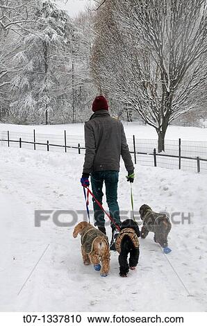 Stock Image - Central Park, Manhattan, Snow Storm, January 25, 2011, New York City. Fotosearch