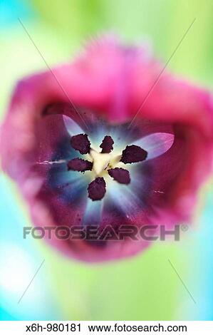 Centre Blue Heron Tulip Energy Soft Focus View Large Photo Image Stock Image - Centre Blue Heron Tulip Energy Soft Focus. Fotosearch