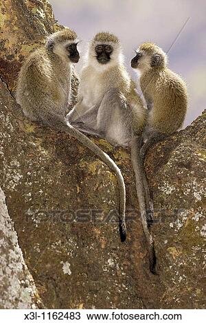 Cercopithecus aethiops Vervet monkey Primate Ngorongoro conservation area Tanzania Africa View Large Photo Image Stock Image - Cercopithecus aethiops Vervet monkey Primate Ngorongoro conservation area Tanzania Africa. Fotosearch