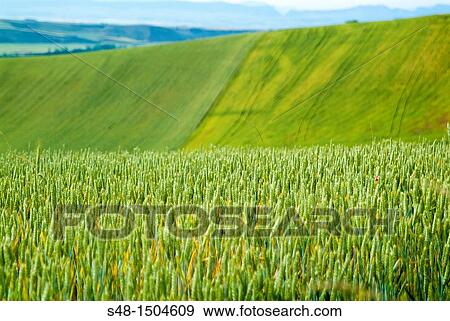 Cereal fields in La Rioja. Spain. Europe. View Large Photo Image Stock Photo - Cereal fields in La Rioja. Spain. Europe.. Fotosearch
