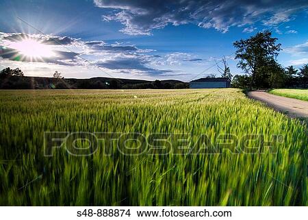 Cereal fields. La Rioja. View Large Photo Image Picture - Cereal fields. La Rioja.. Fotosearch