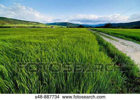 Cereal fields. La Rioja. Spain. View Large Photo Image Picture - Cereal fields. La Rioja. Spain.. Fotosearch