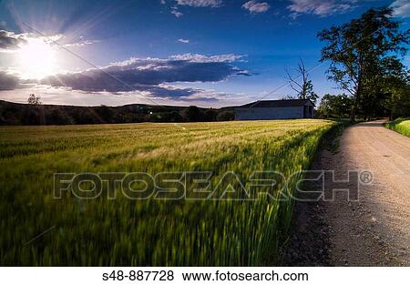 Cereal fields. La Rioja. Spain. View Large Photo Image Stock Photo - Cereal fields. La Rioja. Spain.. Fotosearch