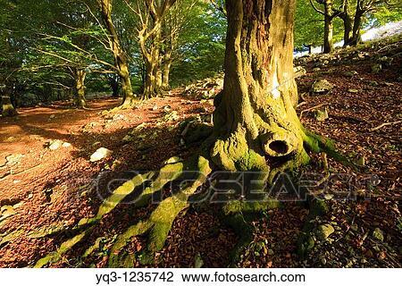Cerredo beech forest in autumn, Castro Urdiales, Cantabria, Spain. View Large Photo Image Stock Image - Cerredo beech forest in autumn, Castro Urdiales, Cantabria, Spain.. Fotosearch