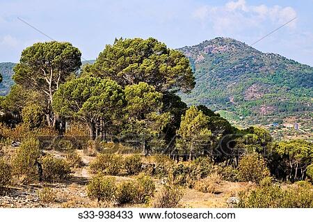 Cerro Lancharrasa Cadalso de los V? drios Madrid View Large Photo Image Stock Image - Cerro Lancharrasa Cadalso de los V? drios Madrid. Fotosearch