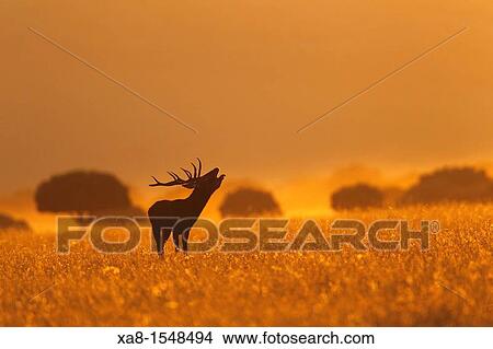 cervus elaphus in cabaeros national park View Large Photo Image Picture - cervus elaphus in cabaeros national park. Fotosearch