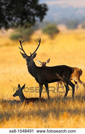 cervus elaphus in cabaeros national park View Large Photo Image Stock Image - cervus elaphus in cabaeros national park. Fotosearch